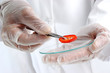Paprika is investigated in the food laboratory