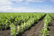 Rows of broad or fava bean on diagonal Rows of broad or fava bean on diagonal