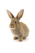 Adorable rabbit isolated on white Adorable rabbit isolated on white