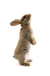 Adorable rabbit isolated on white