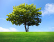 A big maple tree on green field