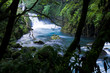 原生林と渓流の滝　Virgin forest and waterfall