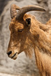 Mähenspringer (Ammotragus lervia)