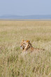 Lions du Serengeti