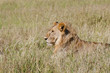 Lions du Serengeti
