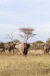 elephants
