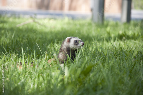 Photo: ferret walking in the grass ferret walking in the grass