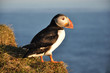 Puffin on a grassy cliff, Latrabjarg, north Iceland