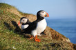 Puffins on a grassy cliff, Latrabjarg, north Iceland