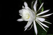 Night queen flower