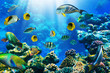Foto: Coral colony and coral fish Coral colony and coral fish