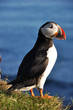 Puffin on a grassy cliff, Latrabjarg, north Iceland