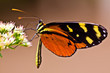 Passionsfalter (heliconius ismeni)