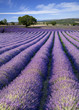 Champs de lavande
