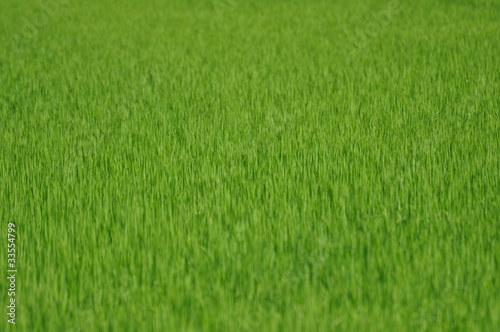 Foto: Rasen Rasen