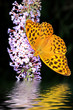 farfalla Argynnis paphia e specchio d'acqua