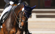 Foto: Dressage: portrait of bay horse Dressage: portrait of bay horse