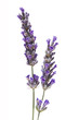 Lavander