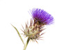 Thistle
