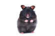 black hamster black hamster