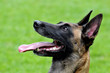 Foto: Malinois Portrait Malinois Portrait