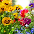 Blumenbeet