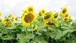 girasoli