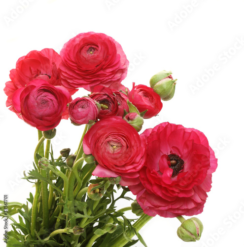 Photo: Red flowers Red flowers