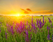 Summer scene in steppe Summer scene in steppe