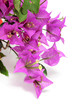 bougainvillea