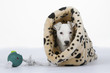 jack russell terrier jouant les timides