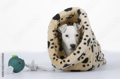 Photo: jack russell terrier jouant les timides jack russell terrier jouant les timides