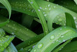 Wassertropfen
