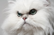 Perserkatze