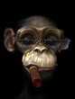 Mr Chimp the Pimp