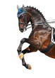 Photographie : Dressage: bay Hanoverian horse