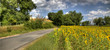 strada campagna con girasoli hdr