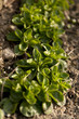 Corn Salad (Valerianella locusta)