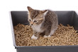 chaton dans litière chaton dans litière