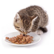 chaton de 7 semaines mangeant fond blanc