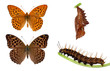 Metamorphis of the silverwashed fritillary