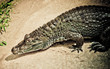 croc