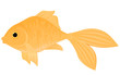 Goldfish Goldfish