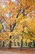 Autumn park