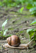 snail
