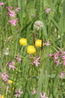 Wiese mit Trollblume und Kuckuckslichtnelke