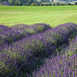Champ de lavande #5