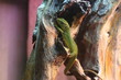 Smaragdeidechse im Terrarium