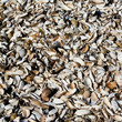 Shells Shells