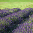 Rangées de lavande sur fond de verdure